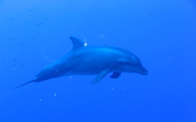 TOP DIVE-Tahiti InterContinental - Dive Center in French Polynesia