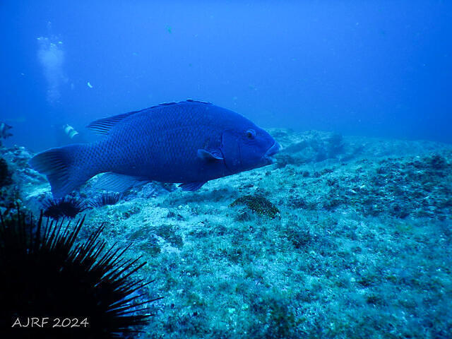 South West Rocks Dive - Dive Center in Australia