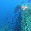 Picture taken during the dive