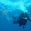 Picture taken during the dive