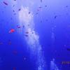 Picture taken during the dive