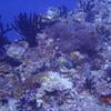 Picture taken during the dive