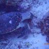 Picture taken during the dive