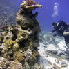 Picture taken during the dive