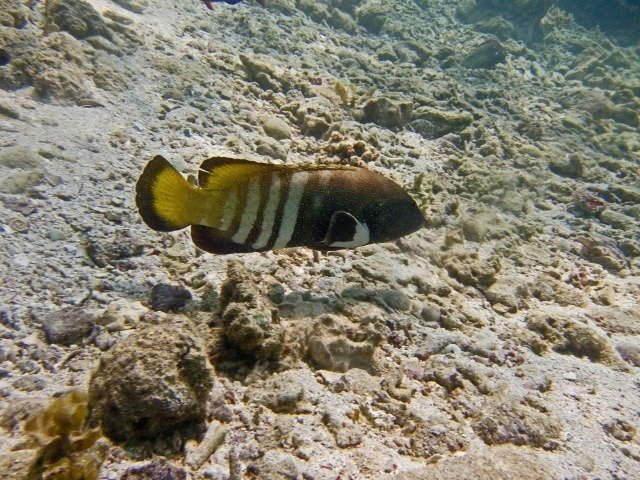 Peponi Divers Mombasa - Dive Center in Kenya