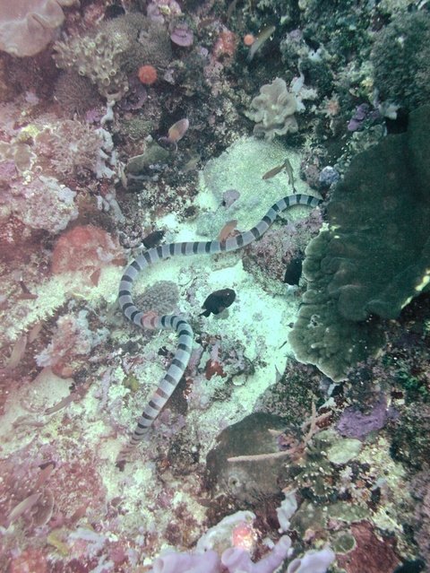 Diving Indo - Dive Center in Indonesia