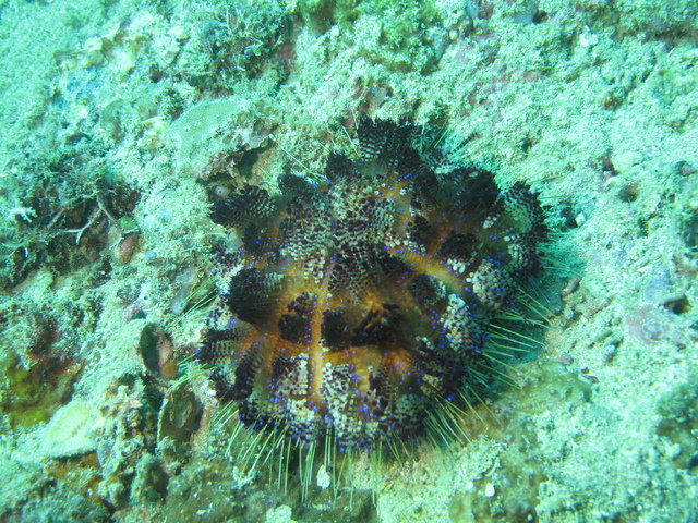 La Laguna Dive Center - Dive Center