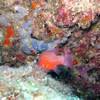 Picture taken during the dive