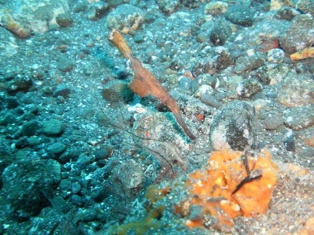 Benthos Bali - Dive Center in Indonesia