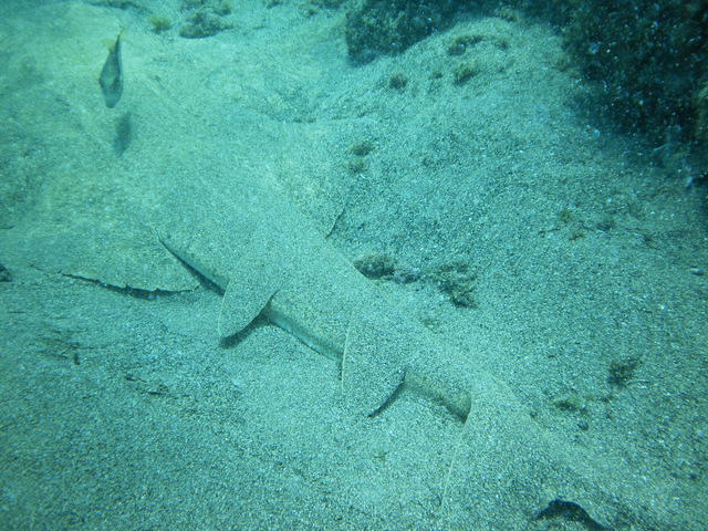 C. B. Hipocampus Fariones - Dive Center in Spain