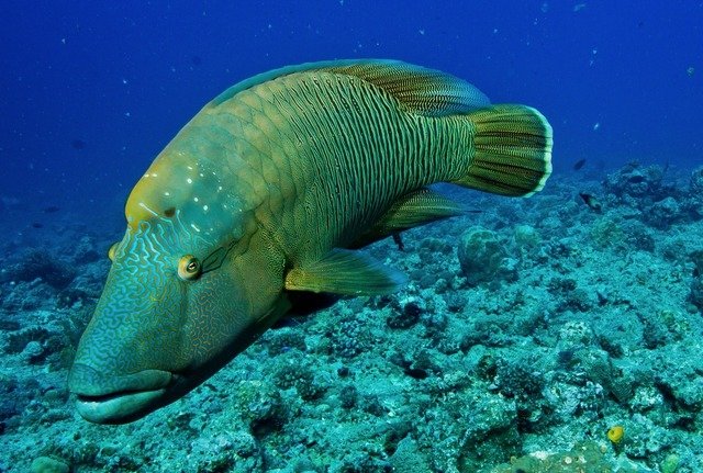 Diving in Koror Town, Palau - By Silvio Scaglia