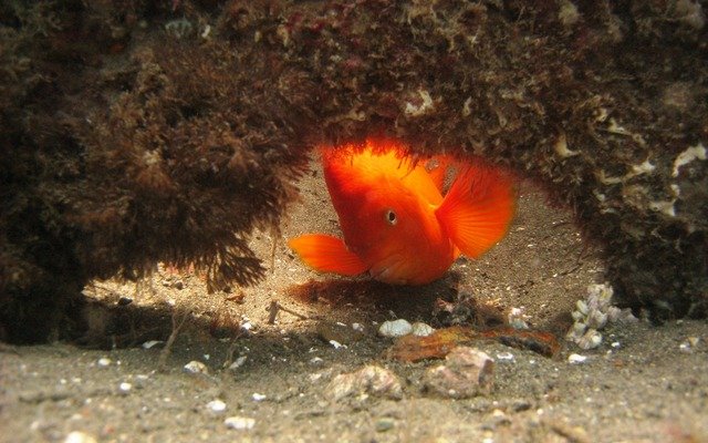 Diving in Santa Ana, United States - By Luis Felipe