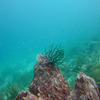 Picture taken during the dive