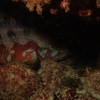 Picture taken during the dive