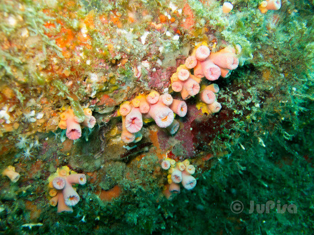 Omnimare - Dive Center in Brazil