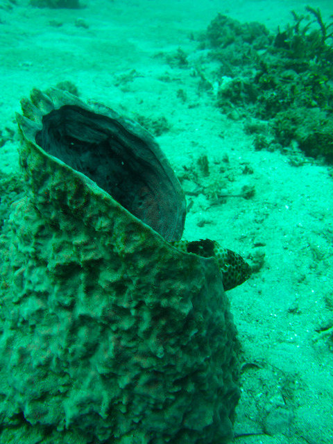 Living Colours Diving Resort - Dive Center in Indonesia