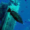 Picture taken during the dive