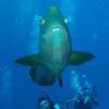 Picture taken during the dive