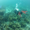 Picture taken during the dive