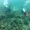 Picture taken during the dive