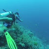 Picture taken during the dive