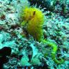 Picture taken during the dive