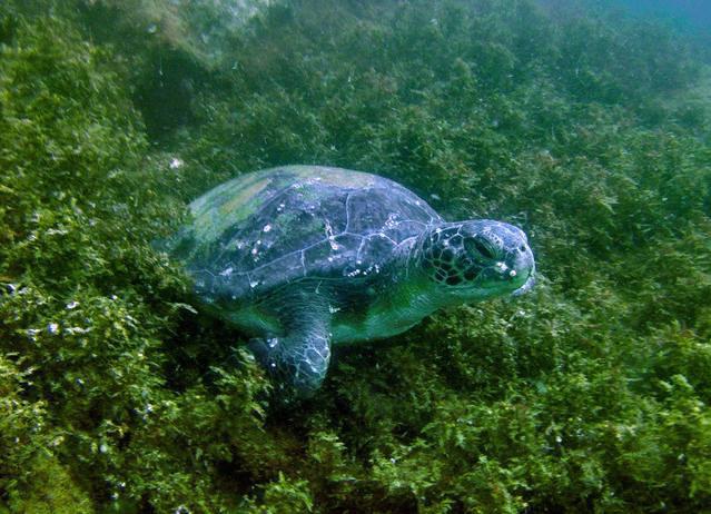 Deep Trip - Dive Center in Brazil
