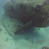 Picture taken during the dive