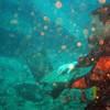 Picture taken during the dive
