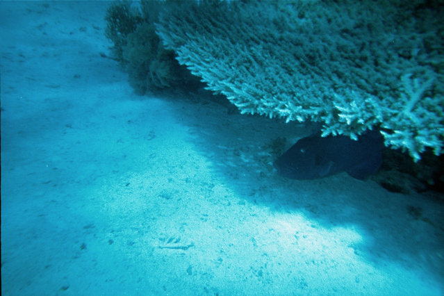 Dive Africa Sharm - Dive Center