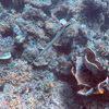 Picture taken during the dive