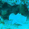 Picture taken during the dive