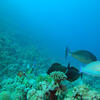Picture taken during the dive