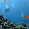 Picture taken during the dive