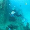 Picture taken during the dive