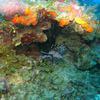 Picture taken during the dive