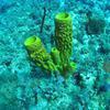 Picture taken during the dive