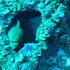 Picture taken during the dive