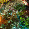 Picture taken during the dive