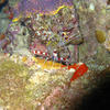 Picture taken during the dive