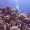 Picture taken during the dive
