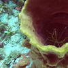 Picture taken during the dive