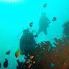 Picture taken during the dive