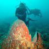 Picture taken during the dive