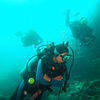 Picture taken during the dive