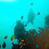 Picture taken during the dive