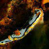 Picture taken during the dive