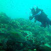 Picture taken during the dive