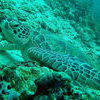 Picture taken during the dive