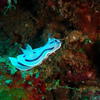 Picture taken during the dive